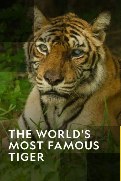 The World's Most Famous Tiger