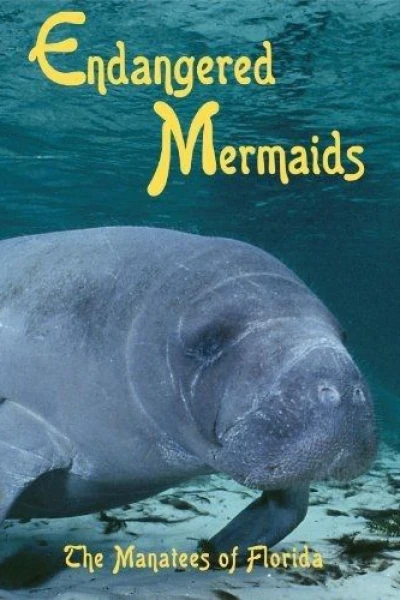 Endangered Mermaids: The Manatees of Florida