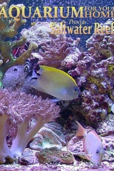 Aquarium for Your Home: Saltwater Reef