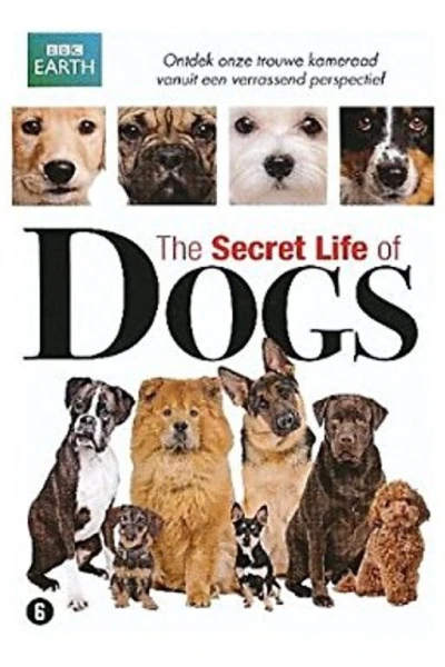 Secret Life of Dogs