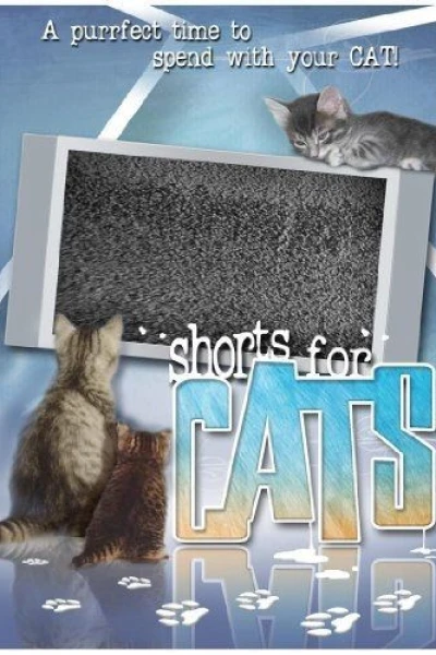 Shorts for Cats