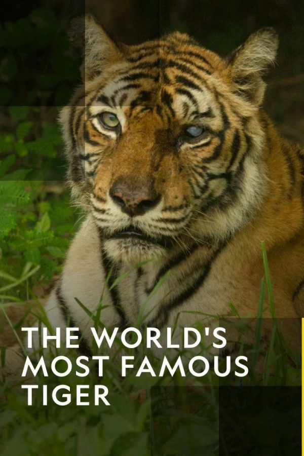 The World's Most Famous Tiger Poster