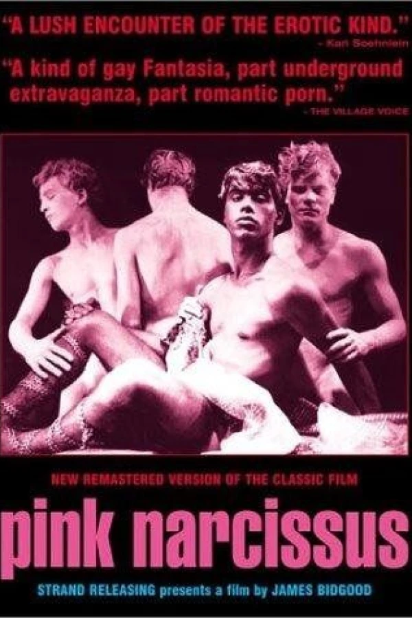 Pink Narcissus Poster