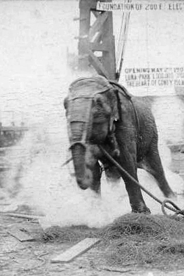 Electrocuting an Elephant Poster